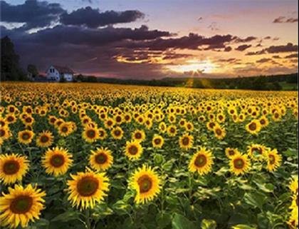 Imaginea din Pictură cu diamante - Câmp de floarea-soarelui