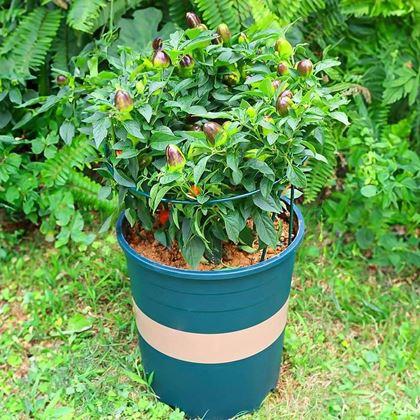 Imaginea din Suport metalic pentru plante 2 buc 40 cm