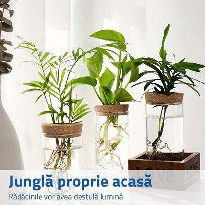 Imaginea din Vaza de propagare a plantelor