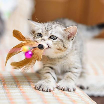 Imaginea Set jucării pentru pisici