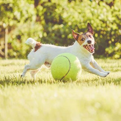 Imaginea Maxi - minge tenis